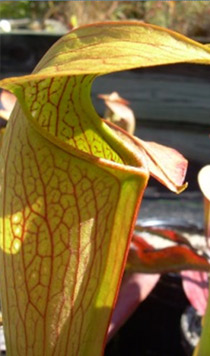 Sarracenia minor x Sarracenia rubra ssp. wherryi