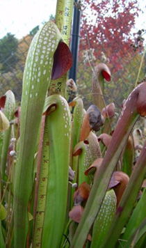 Sarracenia minor var. okeefenokeensis