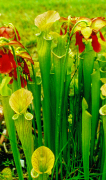 Sarracenia oreophila x S. leucophylla