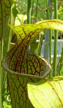 Sarracenia oreophila