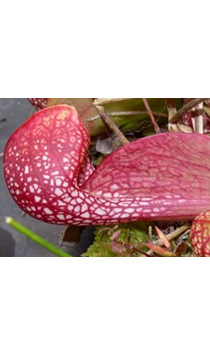 Sarracenia psittacina