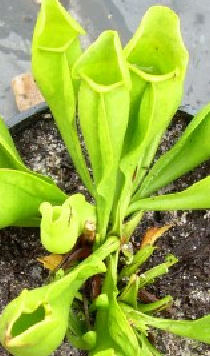 Sarracenia purpurea ssp. purpurea f. heterophylla ANTHOCYANIN-FREE