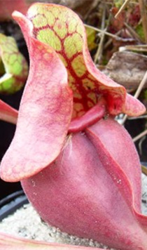 Sarracenia rosea