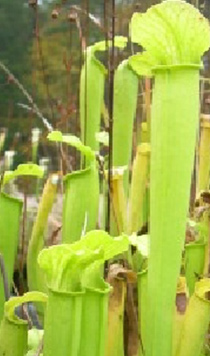 Sarracenia rubra ssp. gulfensis - ANTHOCYANIN-FREE