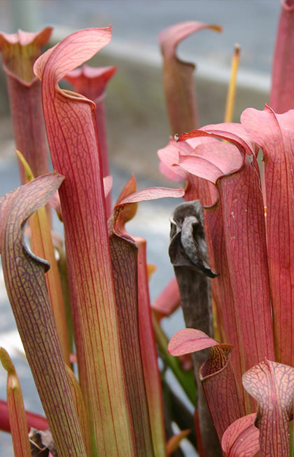 ssp. gulfensis