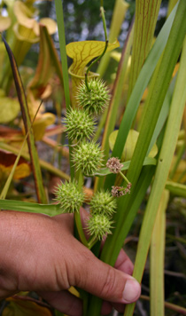 Sparganium americanum - Burr Reed