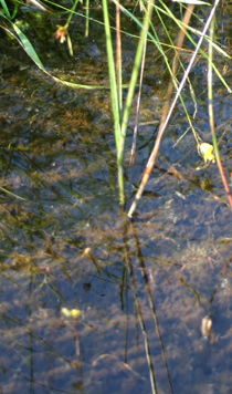 Utricularia geminscapa