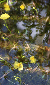 Utricularia gibba