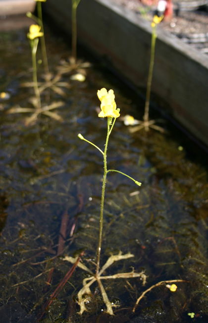  TruBlu Supply Utricularia warburgii - Bladderwort - Live  Carnivorous Plant - 2 inch Plug Potted (TBSLSP1050) : פאטיו, מדשאה וגינה