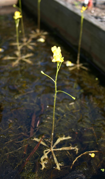 Utricularia inflata