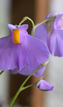 Utricularia longifolia