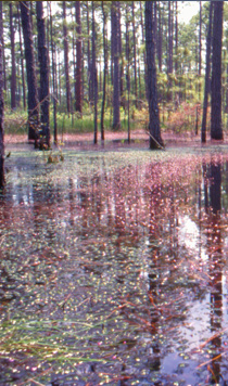 Utricularia purpurea