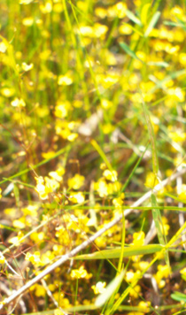 Utricularia subulata