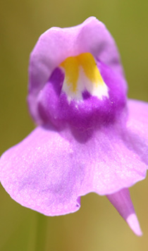 Utricularia tricolor