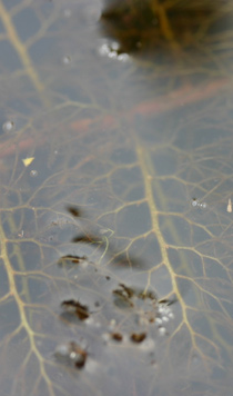 Utricularia vulgaris