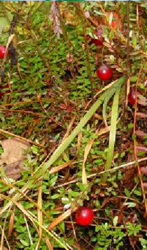 Pogonia ophioglossoides