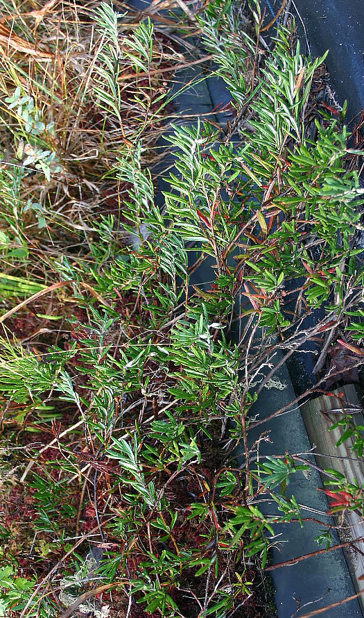 Calopogon tuberosus