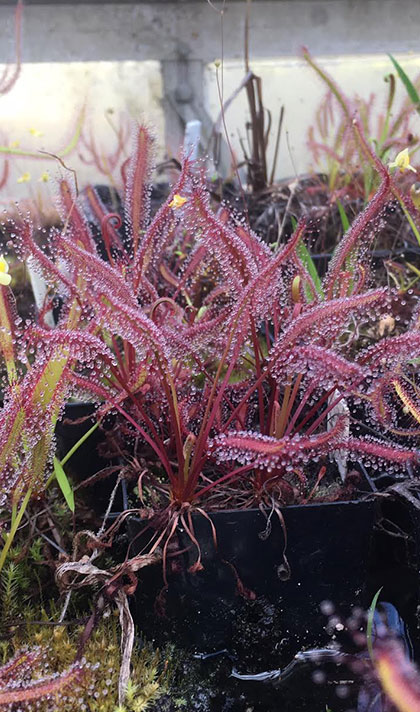 Drosera capensis big red