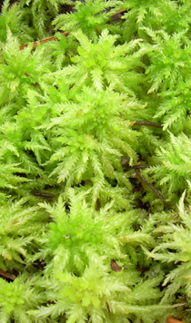 LIVE Green Sphagnum moss