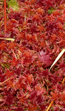 Red and Purple Select Sphagnum