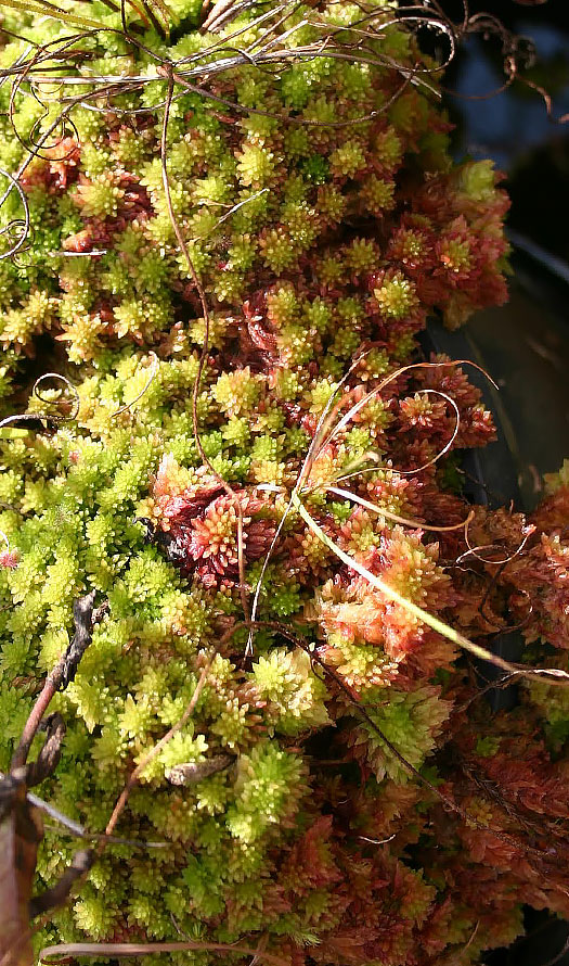 Red Sphagnum Moss [For Sale]