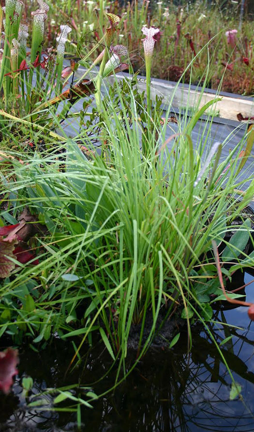 Calopogon tuberosus