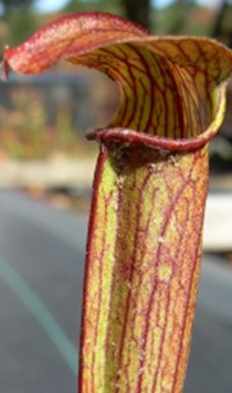 ssp. rubra - Carolina coastal plain