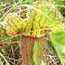 Meadowview Biological Research Station Pitcher Plant Sarracenia