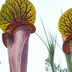 Meadowview Biological Research Station Pitcher Plants