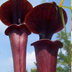 Meadowview Biological Research Station Pitcher Plants