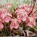 Meadowview Biological Research Station Pitcher Plants