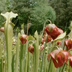 Meadowview Biological Research Station Pitcher Plants