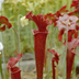 Meadowview Biological Research Station Pitcher Plants