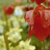 Meadowview Biological Research Station Pitcher Plants