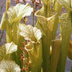 Meadowview Biological Research Station Pitcher Plants