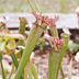 Meadowview Biological Research Station Pitcher Plants