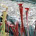 Meadowview Biological Research Station Pitcher Plants