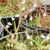 Meadowview Biological Research Station Pitcher Plants