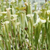 Meadowview Biological Research Station Pitcher Plants