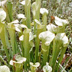 Meadowview Biological Research Station Pitcher Plants