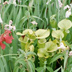 Meadowview Biological Research Station Pitcher Plants