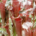 Meadowview Biological Research Station Pitcher Plants