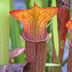 Meadowview Biological Research Station Pitcher Plants