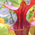 Meadowview Biological Research Station Pitcher Plants