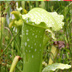 Meadowview Biological Research Station Pitcher Plants