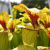 Meadowview Biological Research Station - Sarracenia flava