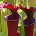 Meadowview Biological Research Station Pitcher Plants