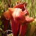 Meadowview Biological Research Station Pitcher Plants