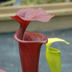Meadowview Biological Research Station Pitcher Plants