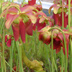 Meadowview Biological Research Station Pitcher Plants